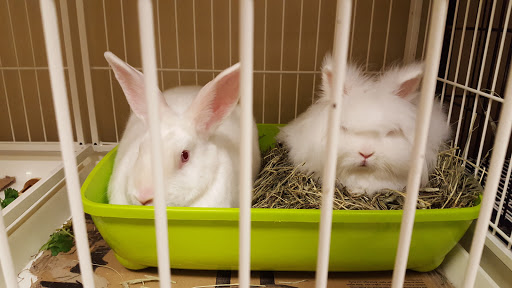 Pet Supply Store «Petco Animal Supplies», reviews and photos, 855 E Bidwell St, Folsom, CA 95630, USA