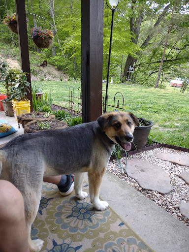 Pet Supply Store «Pet Supplies Plus», reviews and photos, 254 S Illinois Ave, Oak Ridge, TN 37830, USA