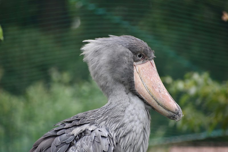 ハシビロコウ舎 上野動物園