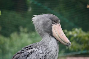Shoebill Storks image