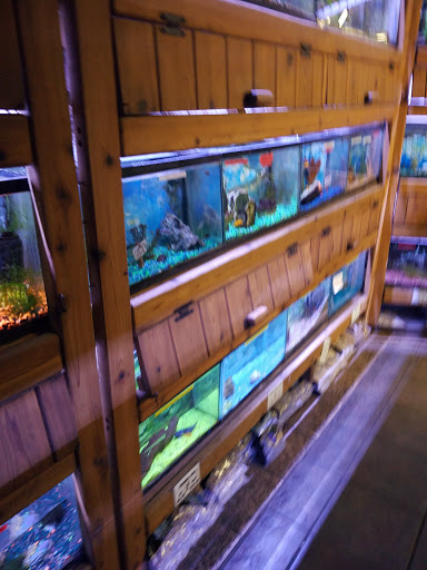 Pet Store «Critter Pet Shop», reviews and photos, 19309 Ecorse Rd, Allen Park, MI 48101, USA