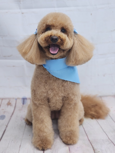 Pawpular Pet Pawlour