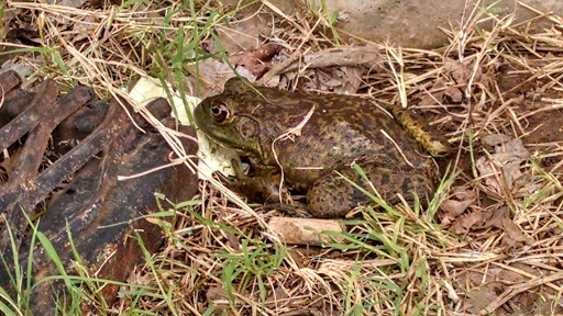 Golf Course «Broadmoore Golf Course», reviews and photos, 500 Willow Pine Dr, Moore, OK 73160, USA