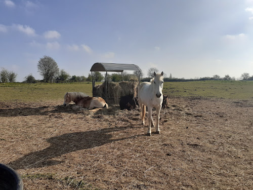 Centre équestre Les poneys du Four à Chaux Béceleuf