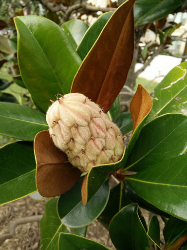 Park «Frisco Central Park», reviews and photos, 3155 Parkwood Blvd, Frisco, TX 75034, USA