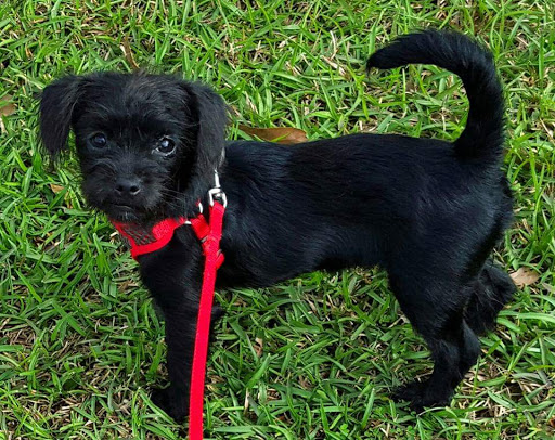 Pet Supply Store «Petsense Foley», reviews and photos, 2139 S McKenzie St, Foley, AL 36535, USA