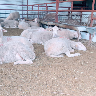 Gözdem karacabey Merinos ve illedefrance çiftliği