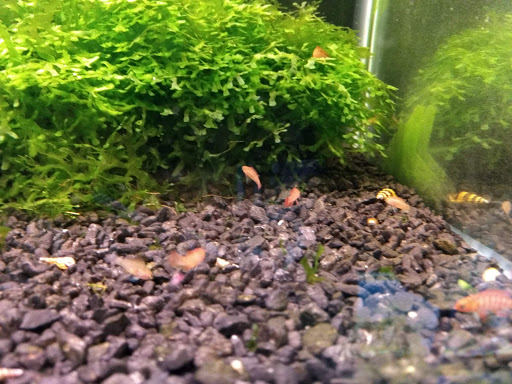 Tropical Fish Store «Sunset Pet & Supplies», reviews and photos, 1373 Sunset Blvd, Los Angeles, CA 90026, USA