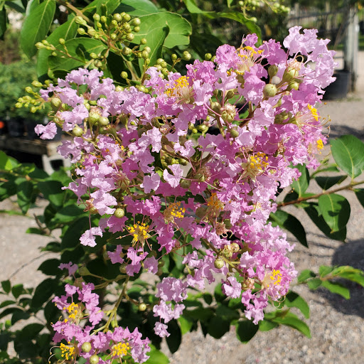 Plant Nursery «HOUSTON PLANTS & GARDEN WORLD», reviews and photos, 16726 North Fwy, Houston, TX 77090, USA