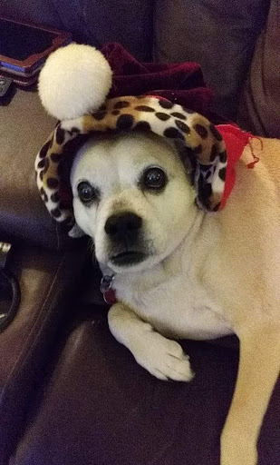 Pet Supply Store «PetSmart», reviews and photos, 14137 Rivergate Pkwy, Charlotte, NC 28273, USA