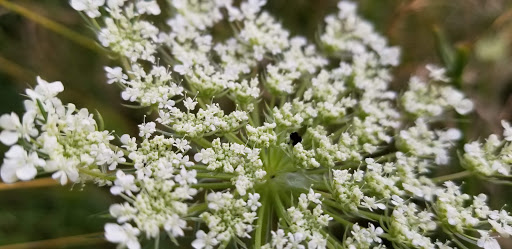 Nature Preserve «Stage Nature Center», reviews and photos, 6685 Coolidge Hwy, Troy, MI 48098, USA