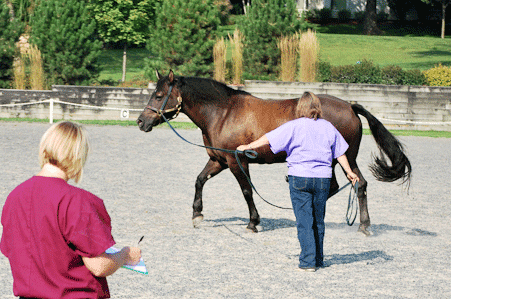 Cutting Edge Equine Veterinary image