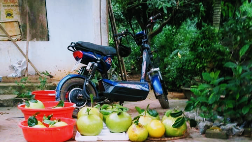 Bưởi Ngon Ông Tám