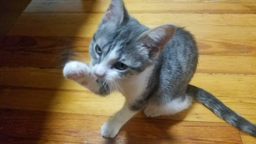 Pet Store «Tropical Pets Inc.», reviews and photos, 37-65 103rd St, Corona, NY 11368, USA