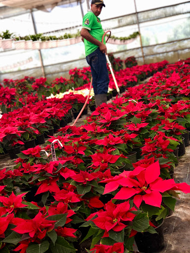 Plantas baratas Santo Domingo