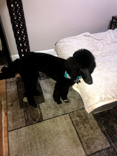 Pet Supply Store «Dog Savvy», reviews and photos, 1402 Larimer St, Denver, CO 80202, USA