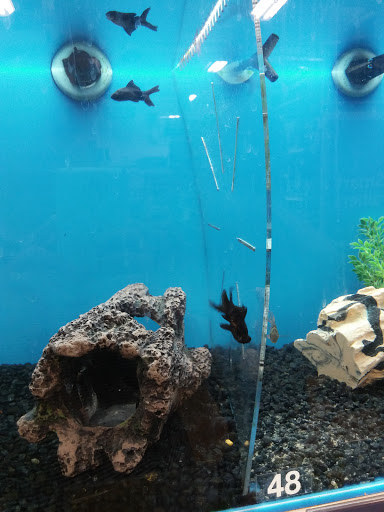 Pet Supply Store «PetSmart», reviews and photos, 263 Midway Blvd, Elyria, OH 44035, USA