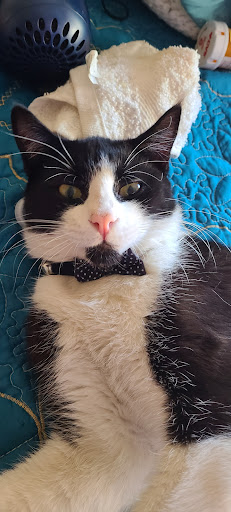 Pet Store «Planet Pet Shop», reviews and photos, 6624 Eastern Ave, Bell Gardens, CA 90201, USA