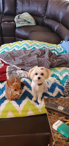 Pet Store «Happiness Is Pets Vi», reviews and photos, 616 E Roosevelt Rd, Lombard, IL 60148, USA