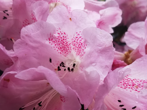Botanical Garden «Rhododendron Species Botanical Garden», reviews and photos, 2525 S 336th St, Federal Way, WA 98003, USA