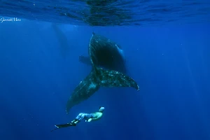 Freedive Hawaii image