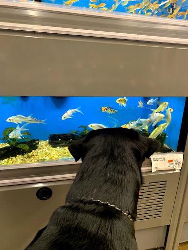 Pet Supply Store «Pet Supplies Plus», reviews and photos, 375 Paterson Ave #105, Wallington, NJ 07057, USA