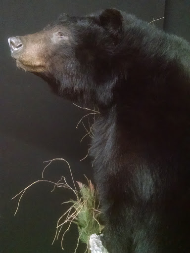 Taxidermist «HighPoint Taxidermy And Outfutters», reviews and photos, 14860 OH-13, Thornville, OH 43076, USA