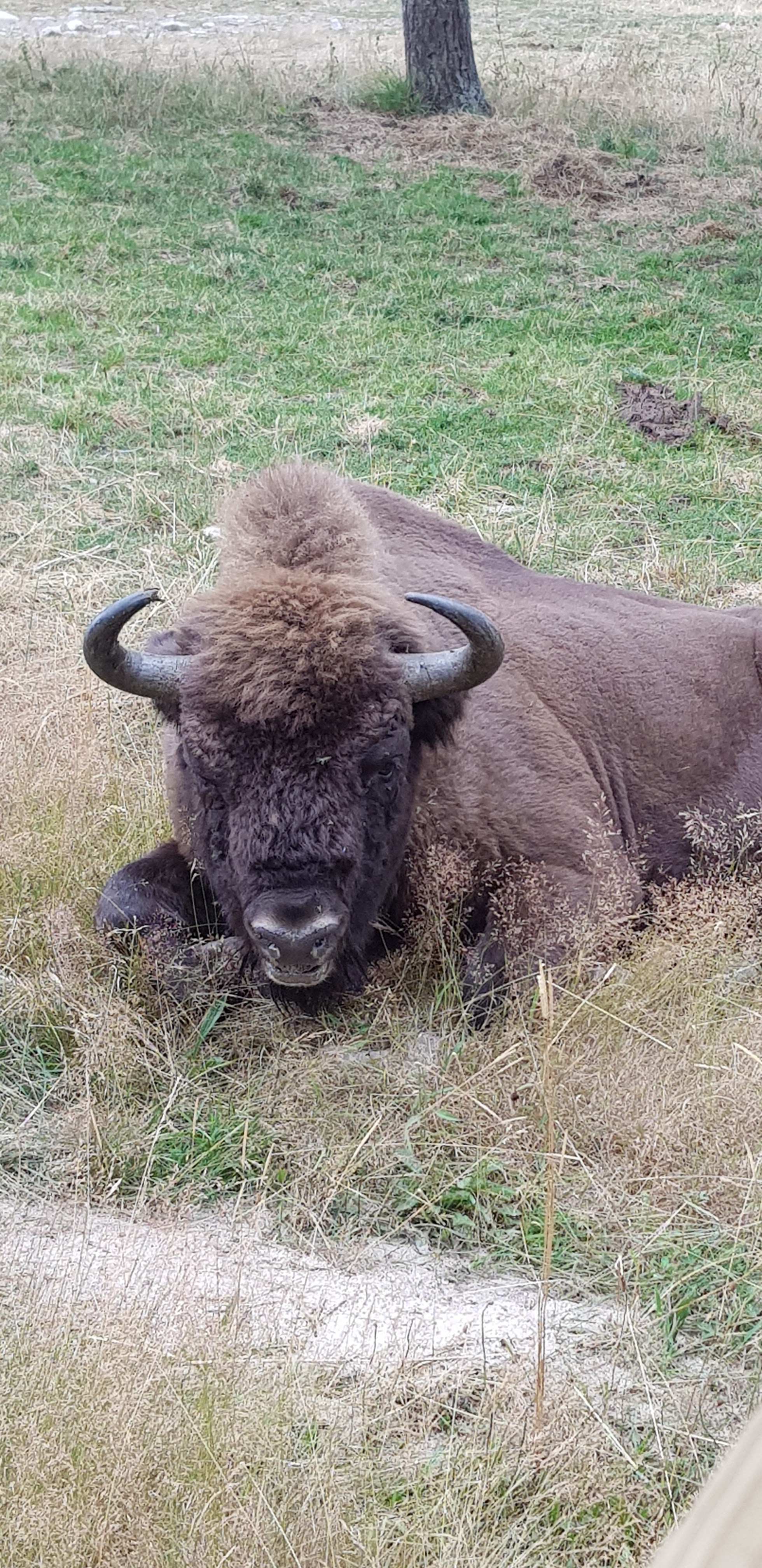 Photo n° 1 de l'avis de J.e fait le 02/08/2020 à 11:01