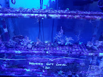 Infinity Fish LLC - Photo 7 - Car repair in Stafford, TX, Sugar Land