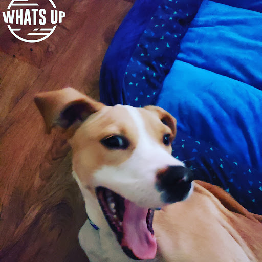 Pet Supply Store «PetSmart», reviews and photos, 101 Pavilion Pkwy, Fayetteville, GA 30214, USA