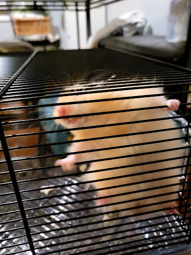 Pet Supply Store «PetSmart», reviews and photos, 4500 Mitchellville Rd, Bowie, MD 20716, USA