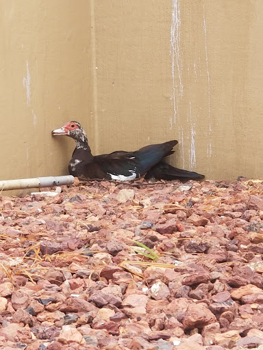 Water Park «Bedford Splash», reviews and photos, 2801 Forest Ridge Dr, Bedford, TX 76021, USA