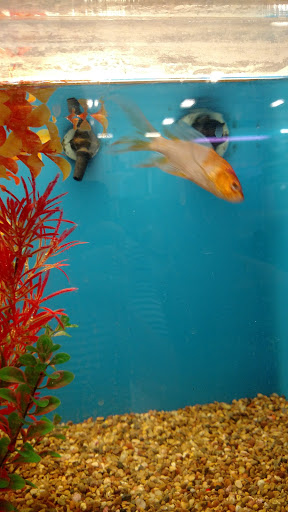 Pet Supply Store «PetSmart», reviews and photos, 5200 W Main St, Kalamazoo, MI 49009, USA