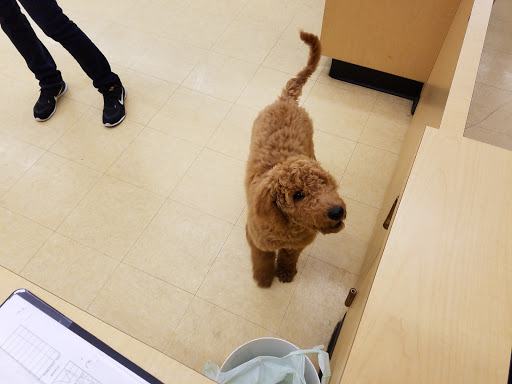 Pet Supply Store «Pet Supplies Plus», reviews and photos, 5229 Library Rd, Bethel Park, PA 15102, USA