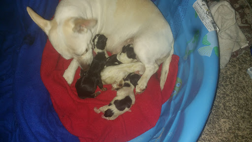 Pet Supply Store «PetSmart», reviews and photos, 34940 Emerald Coast Pkwy, Destin, FL 32541, USA