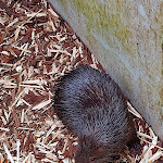 Photo n° 6 de l'avis de Frédéric.I fait le 23/07/2022 à 17:02 pour Zoo d'Asson à Asson