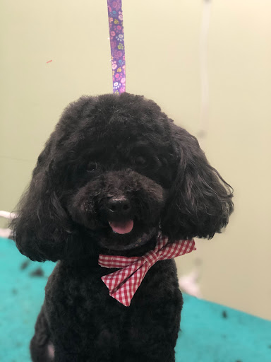 Pet Groomer «Doggie Style Bowtique», reviews and photos, 1713 Westport Rd, Kansas City, MO 64111, USA