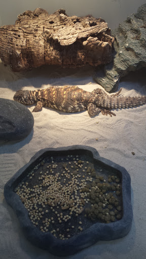 Pet Store «Olathe Pet Shop», reviews and photos, 16651 151st St, Olathe, KS 66062, USA