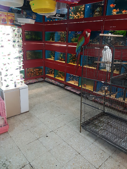 Çağlayan pet shop