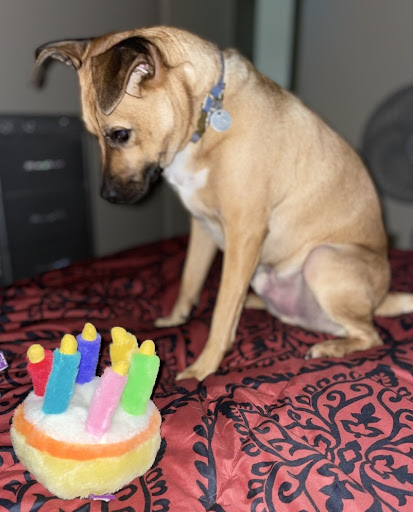 Pet Supply Store «PetSmart», reviews and photos, 475 Bank St, Waterbury, CT 06708, USA