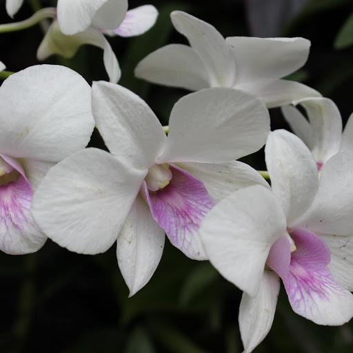 Botanical Garden «Phipps Conservatory and Botanical Gardens», reviews and photos, 1 Schenley Drive, Pittsburgh, PA 15213, USA