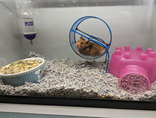 Pet Store «Just Pets», reviews and photos, 393 NY-5, Irving, NY 14081, USA