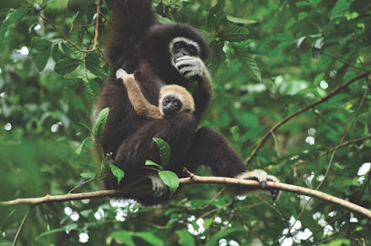 The Gibbon Rehabilitation Project (GRP)