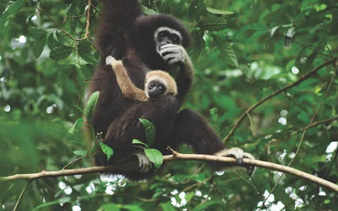 The Gibbon Rehabilitation Project (GRP) image