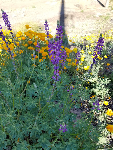 Park «Zanjero Park», reviews and photos, 3785 S Lindsay Rd, Gilbert, AZ 85297, USA