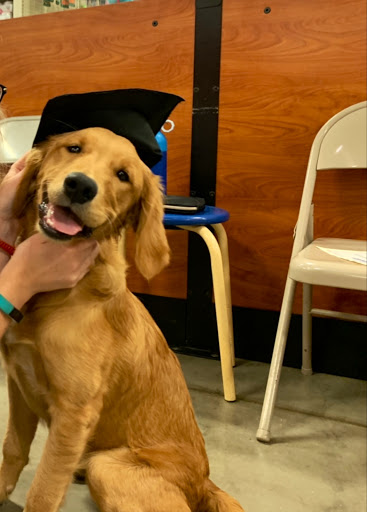 Pet Supply Store «PetSmart», reviews and photos, 1115 Vidina Pl, Oviedo, FL 32765, USA