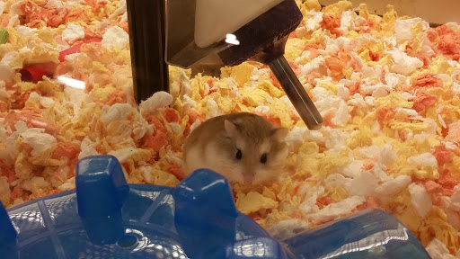 Pet Supply Store «PetSmart», reviews and photos, 24965 Pico Canyon Rd, Stevenson Ranch, CA 91381, USA