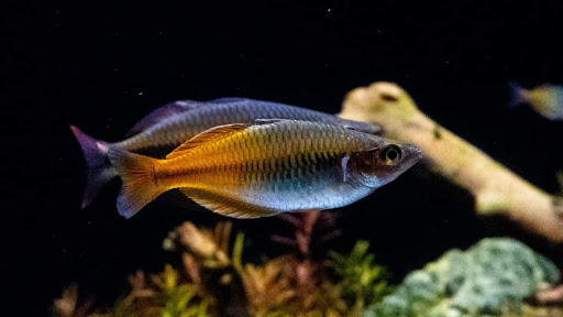 Tropical Fish Store «Premier Aquatics», reviews and photos, 1801 Roswell Rd, Marietta, GA 30062, USA