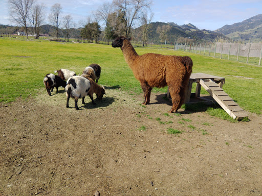 Tourist Attraction «Old Faithful Geyser of California», reviews and photos, 1299 Tubbs Ln, Calistoga, CA 94515, USA