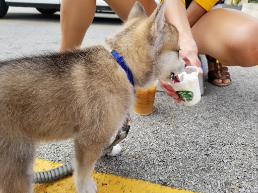 Coffee Shop «Starbucks», reviews and photos, 1700 Avenue of Mid-America, Effingham, IL 62401, USA
